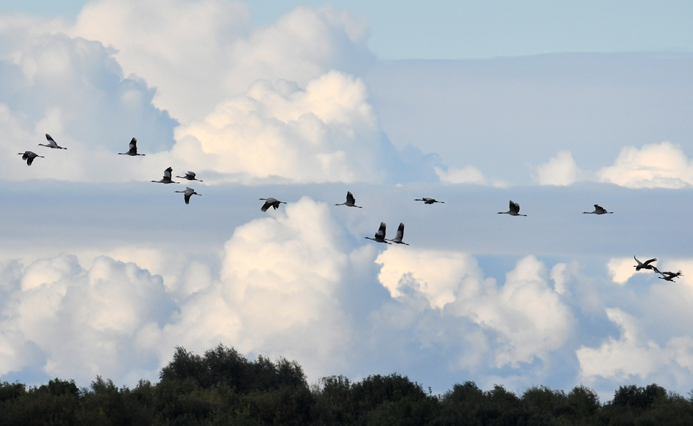 Cranes in flight by Jane Rowe