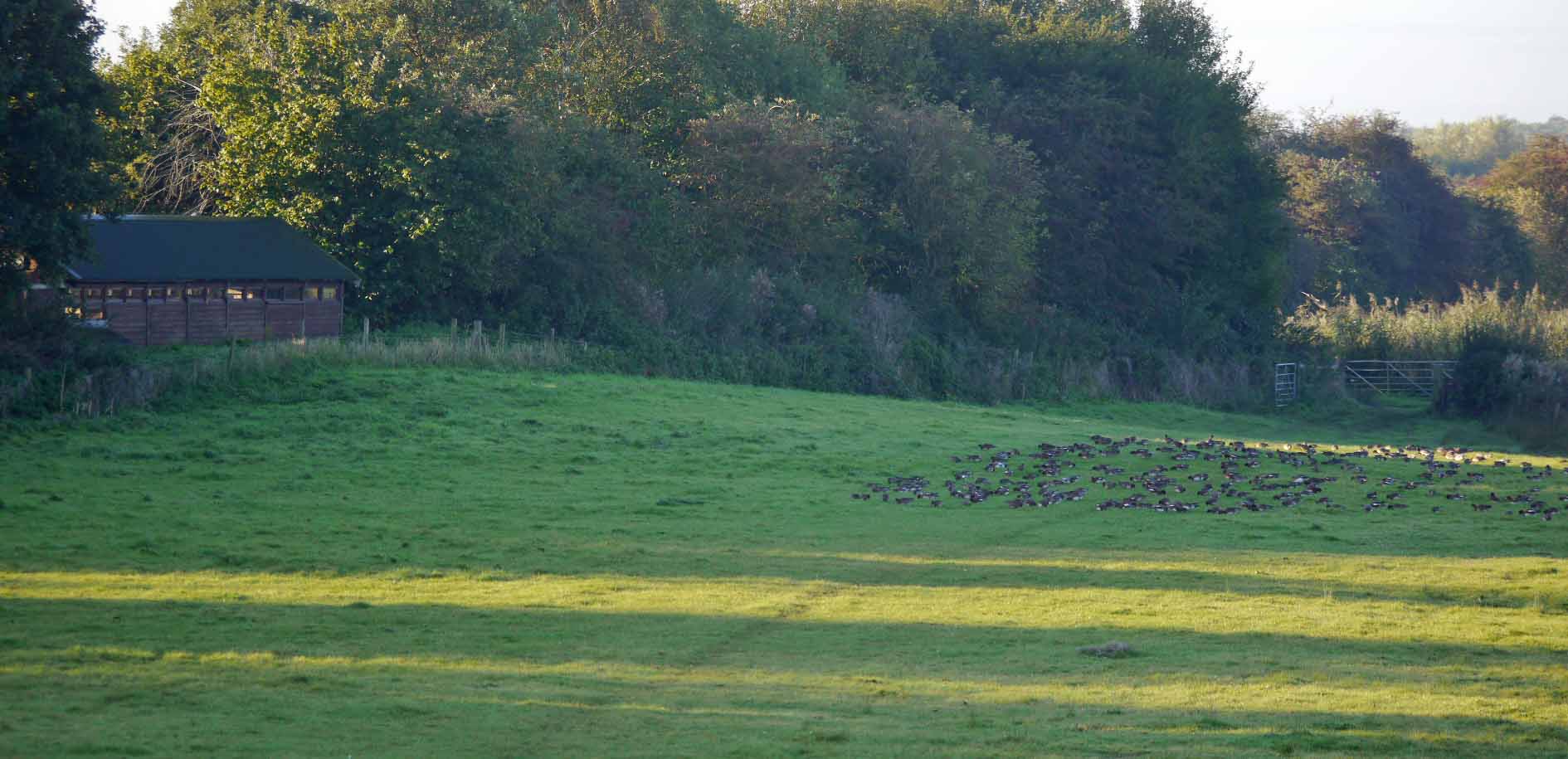 wigeon-van-de-bovenkamp-hide-mjmcgill