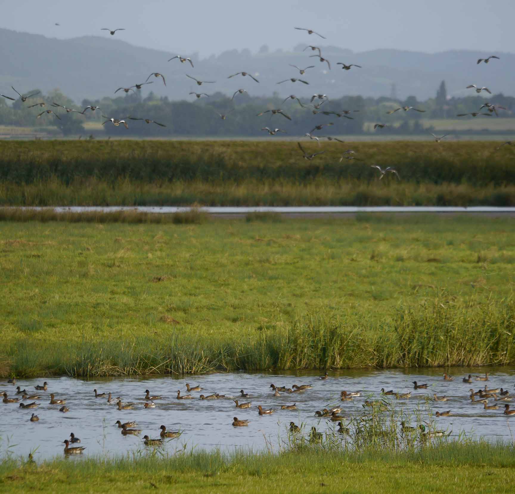 wigeon-flocks-mjmcgill