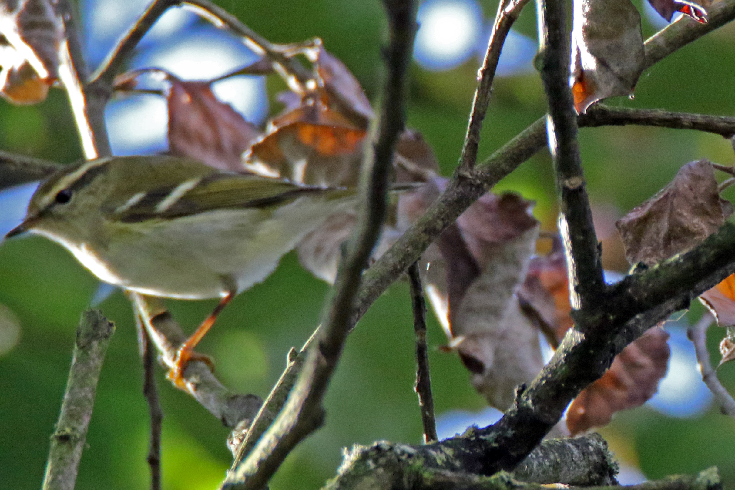 yellow-browed-warbler