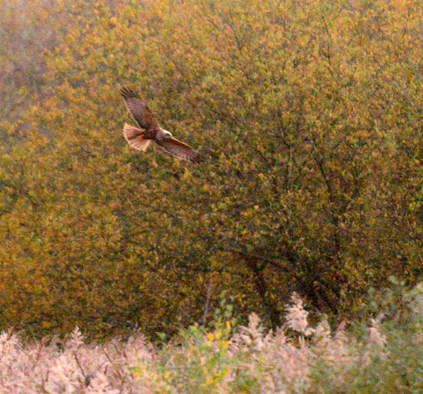 Marsh harrier coming into roost in the lost reedbed.