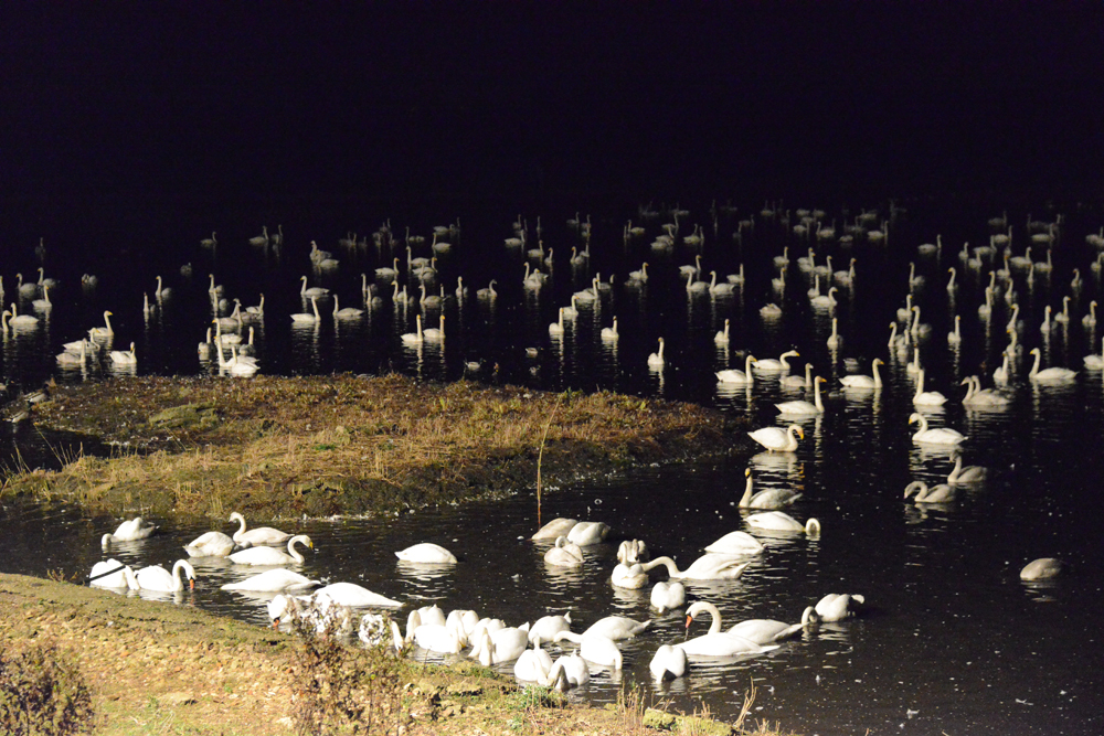 Swans on the main lagoon by Bob Ellis