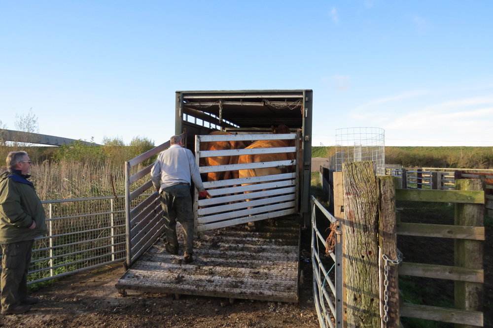 Cattle being loaded onto the lorry on their way home!
