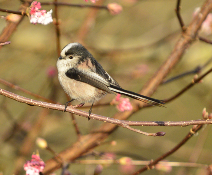 Long-tailed tit from a small flock of four near the feeding bay