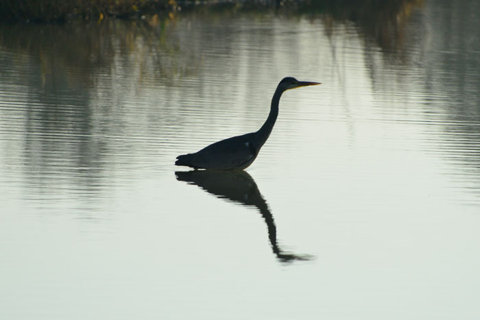 Another grey heron from the Ramsar Hide