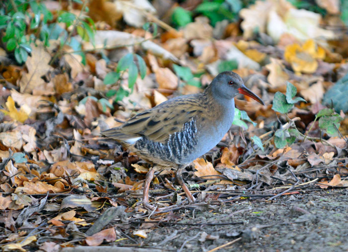 Water rail under the bird feeders at Woodland Lodge