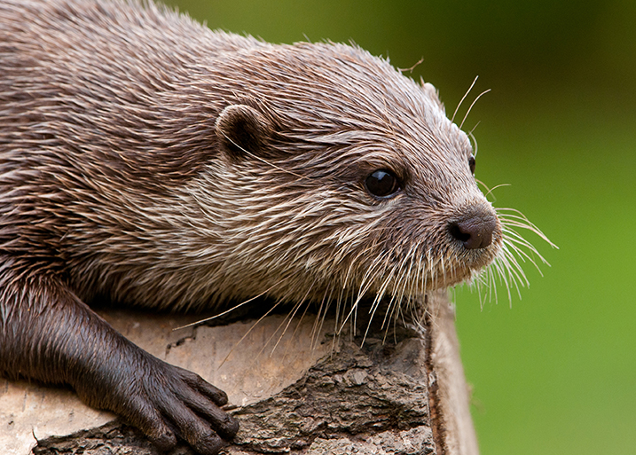 This December get up close to stunning wetland wildlife thanks to The ...