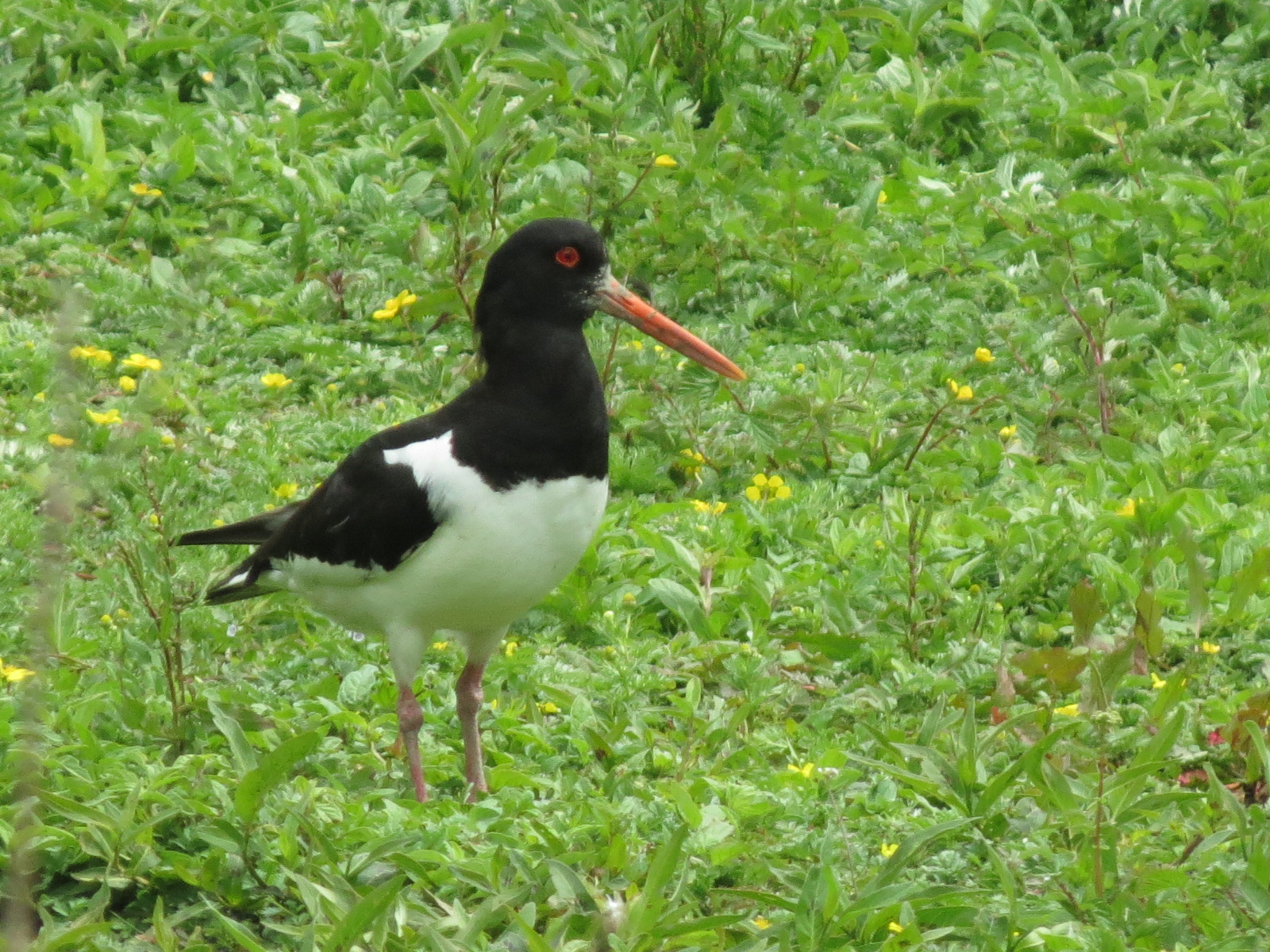 Oystercatchers Nesting Again WWT