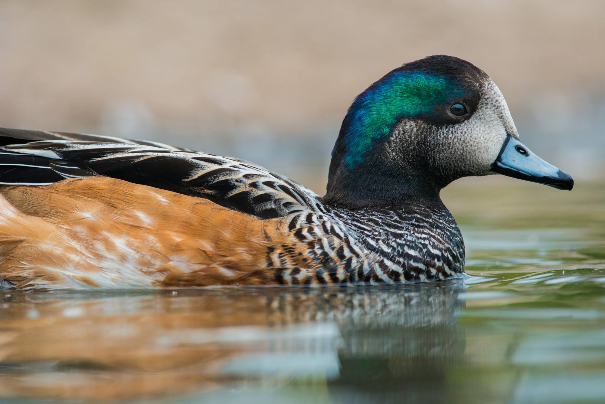 Chiloe wigeon - WWT