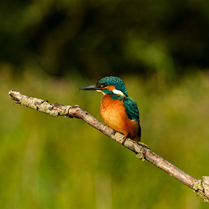 Kingfisher on the sheltered lagoon