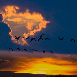 Welney Wetland Centre | WWT