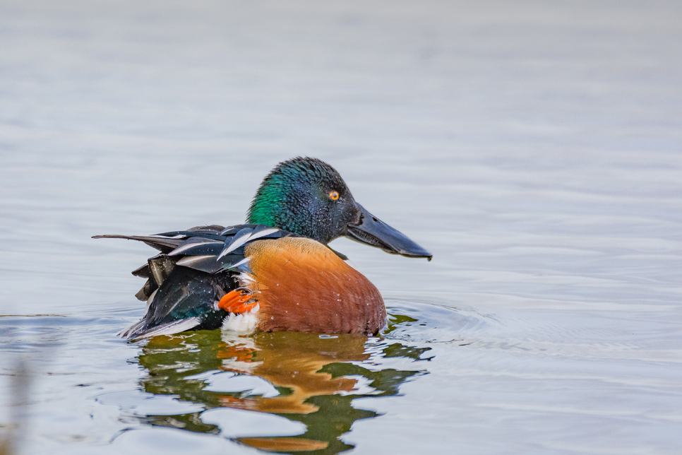 Wildlife Sightings - 17/03/25