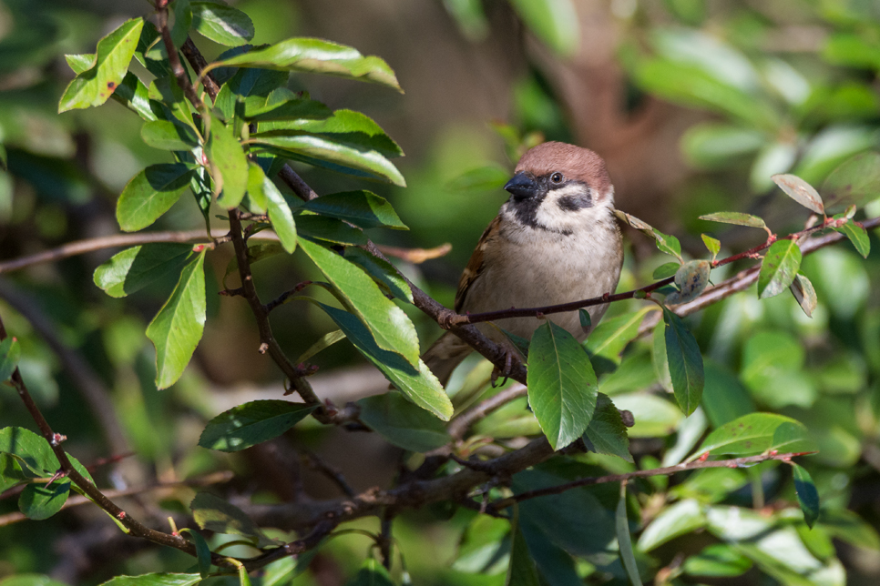 Wildlife Sightings - 21/10/19