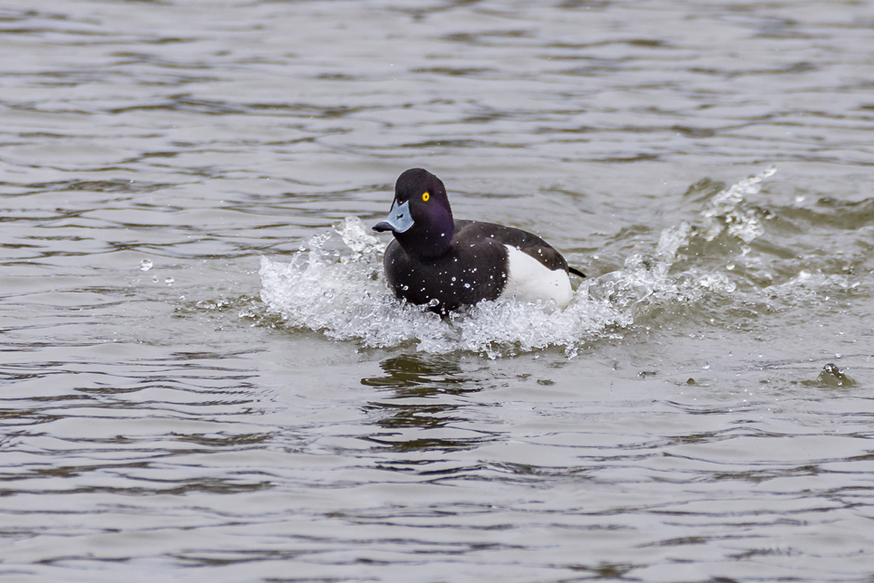 Wildlife Sightings 8/05/2023