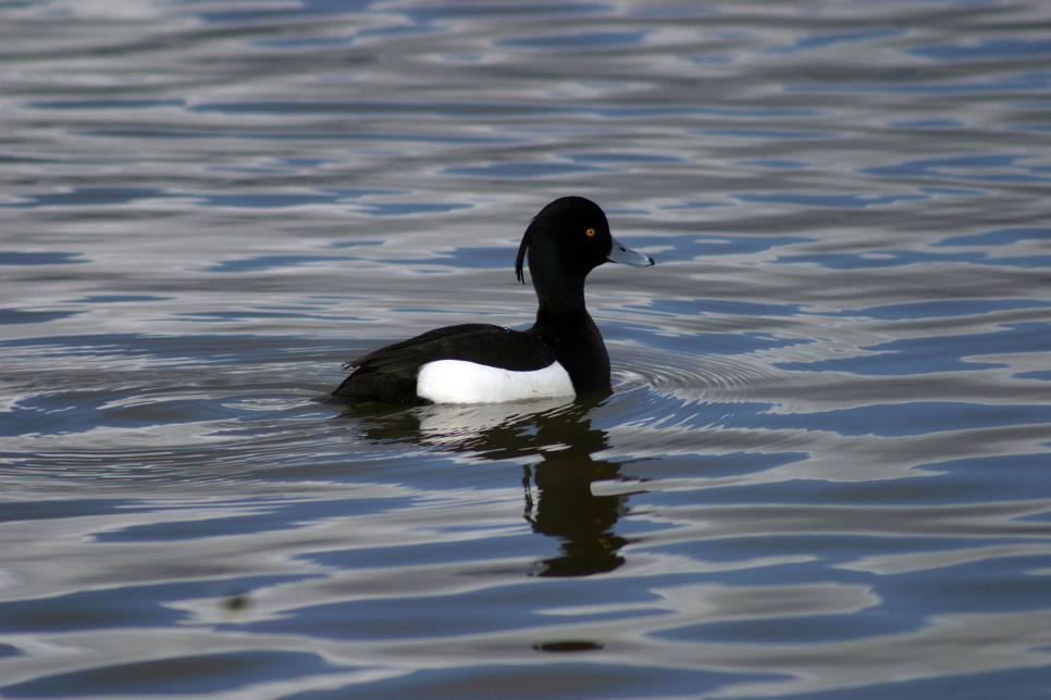 Wildlife sighting 22/07/2021