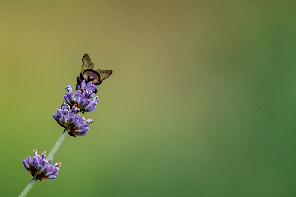 Wildlife sightings - 27/05/19