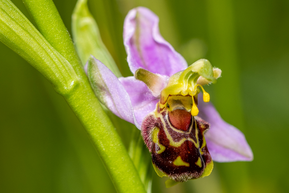 Bee orchid.jpg