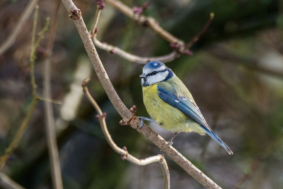 Wildlife Sightings - 12/01/23