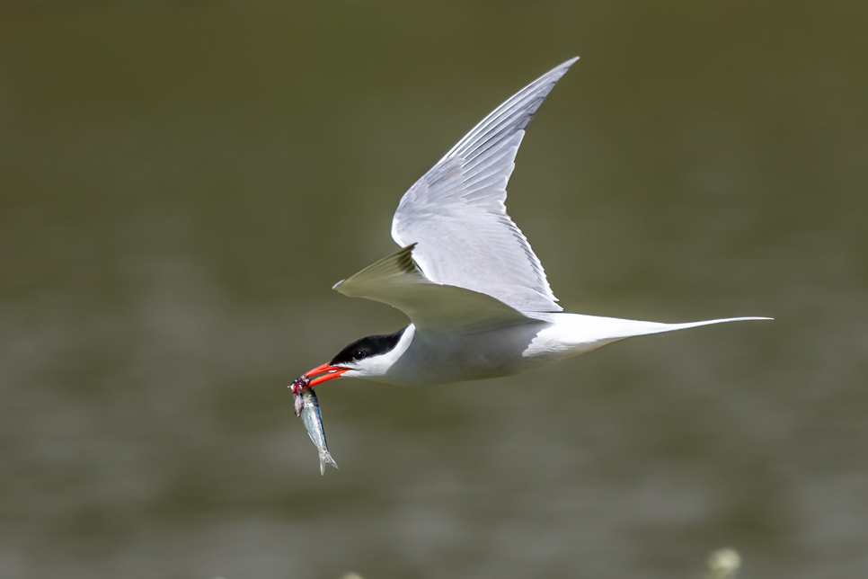 common tern in flight with fish in its mouth