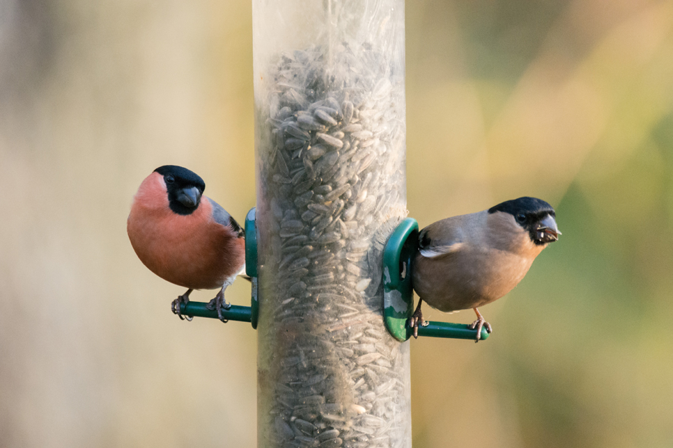 Wildlife Sightings - 16/11/19