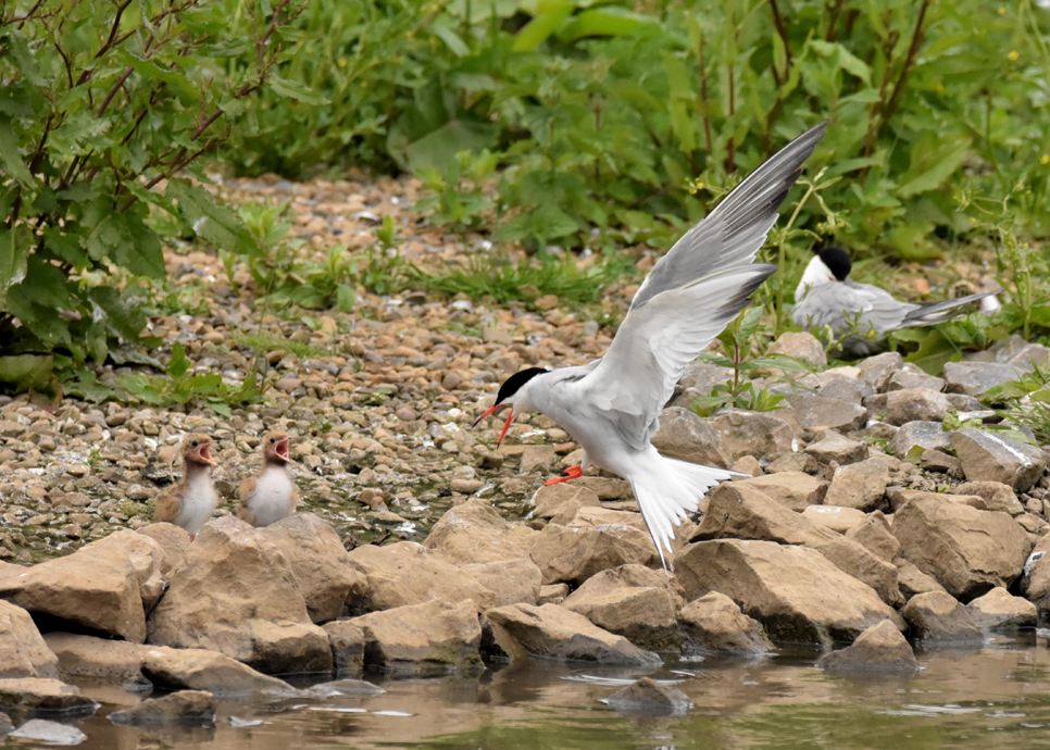 common tern at the side of water with its young