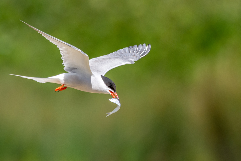 WWT Washington welcome the return of common tern