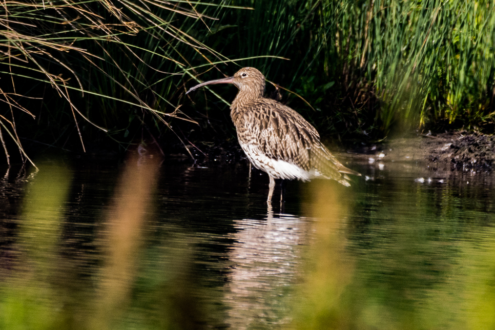 Wildlife Sighting - 28/10/2023