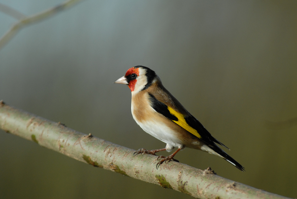 Wildlife Sightings 20/06/2023