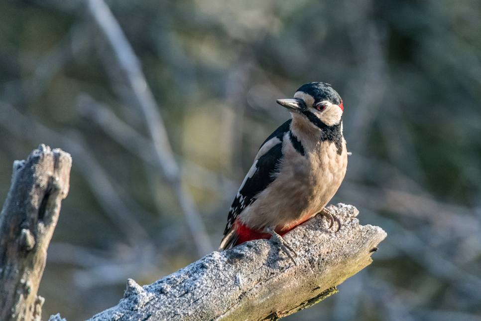 Wildlife Sightings - 16/11/20