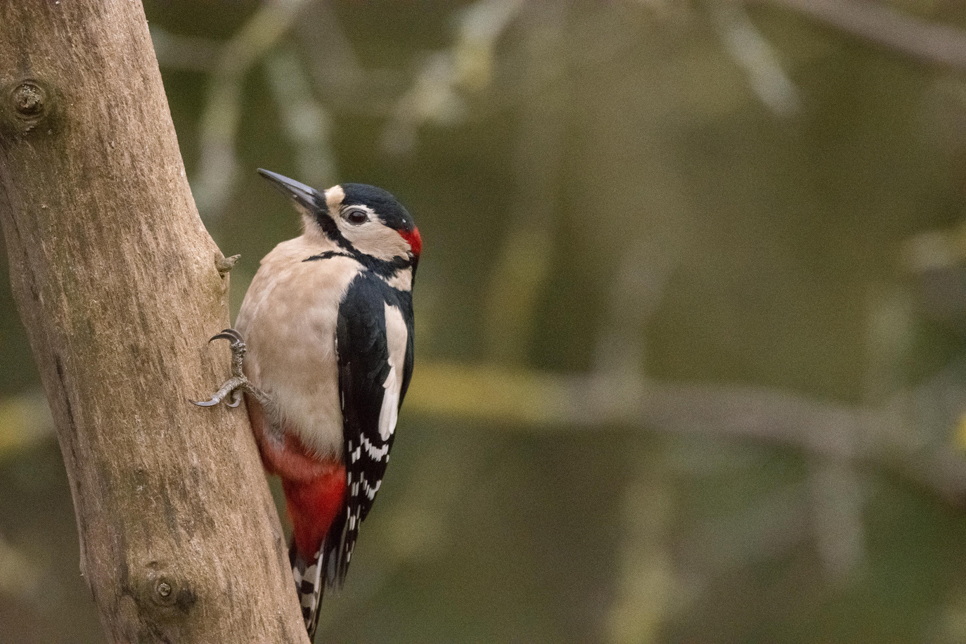 Wildlife Sightings 15/03/25