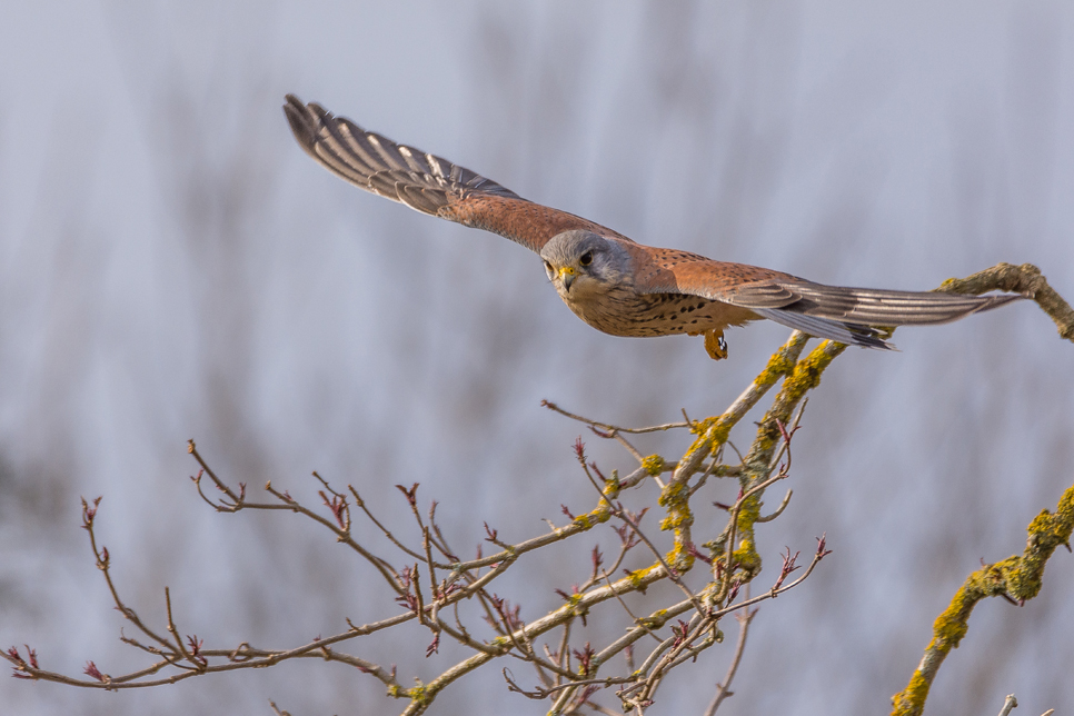 Wildlife sightings - 13/05/19