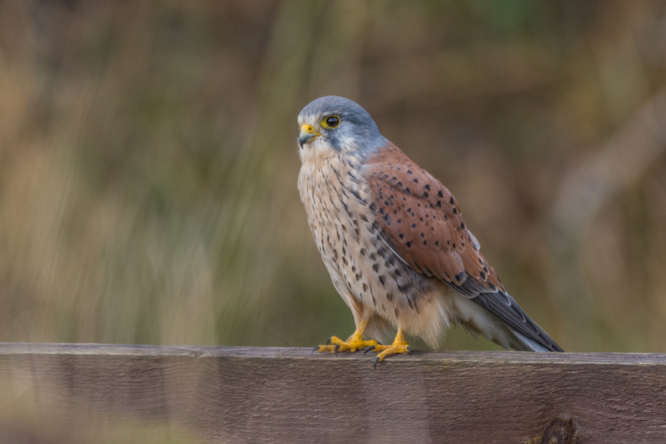 Wildlife Sightings 11-09-2021