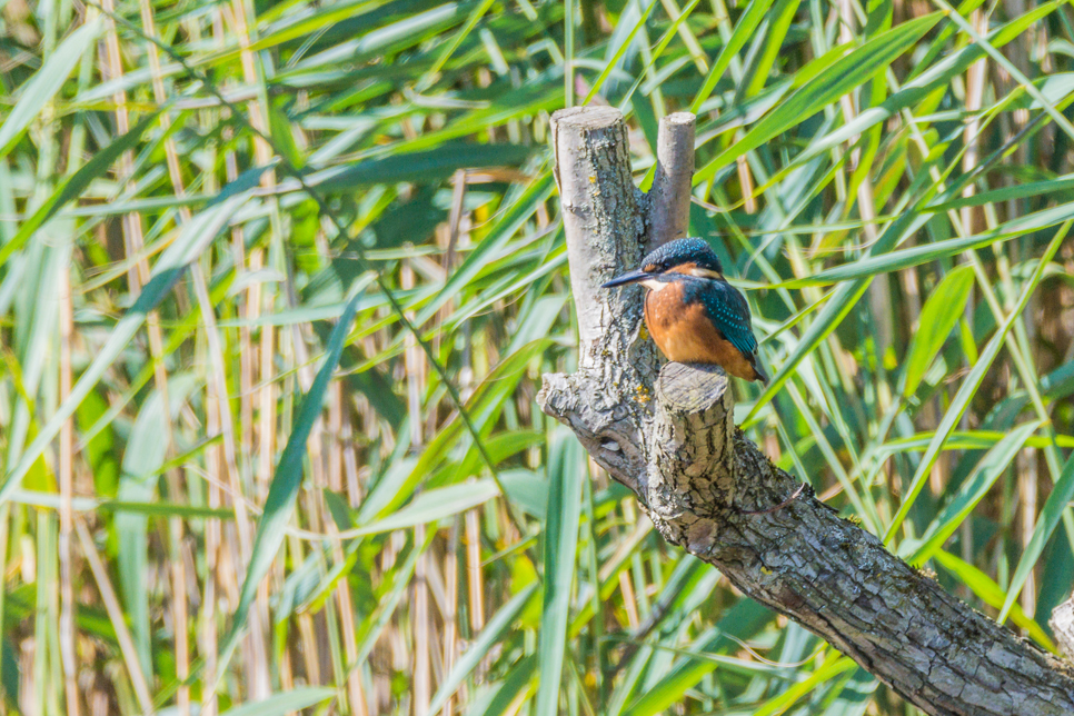 Wildlife Sightings - 26/10/19