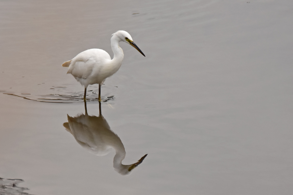 Wildlife sightings 2/11/2011