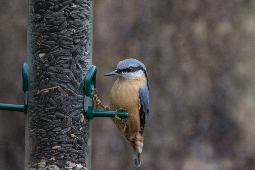 Wildlife Sightings - 04/11/20