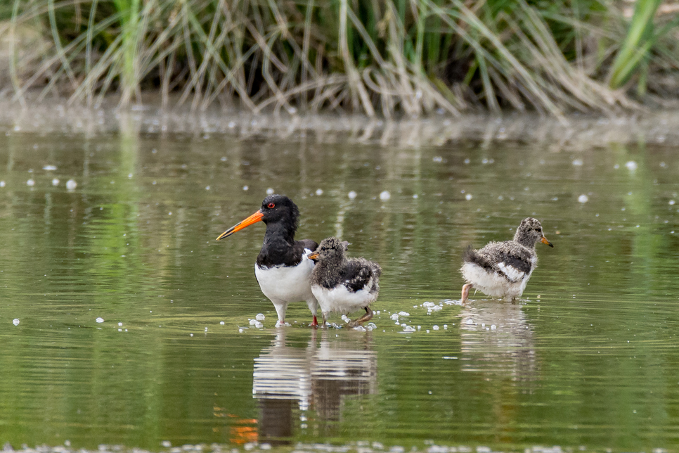 Wildlife sightings for 27th June 2022