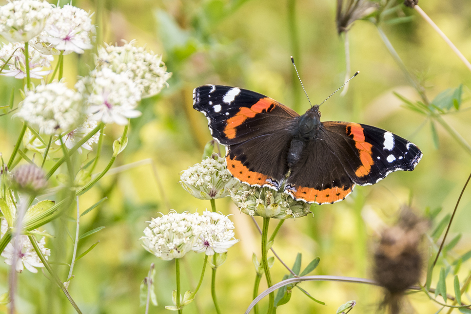 Wildlife sightings - 02/07/19