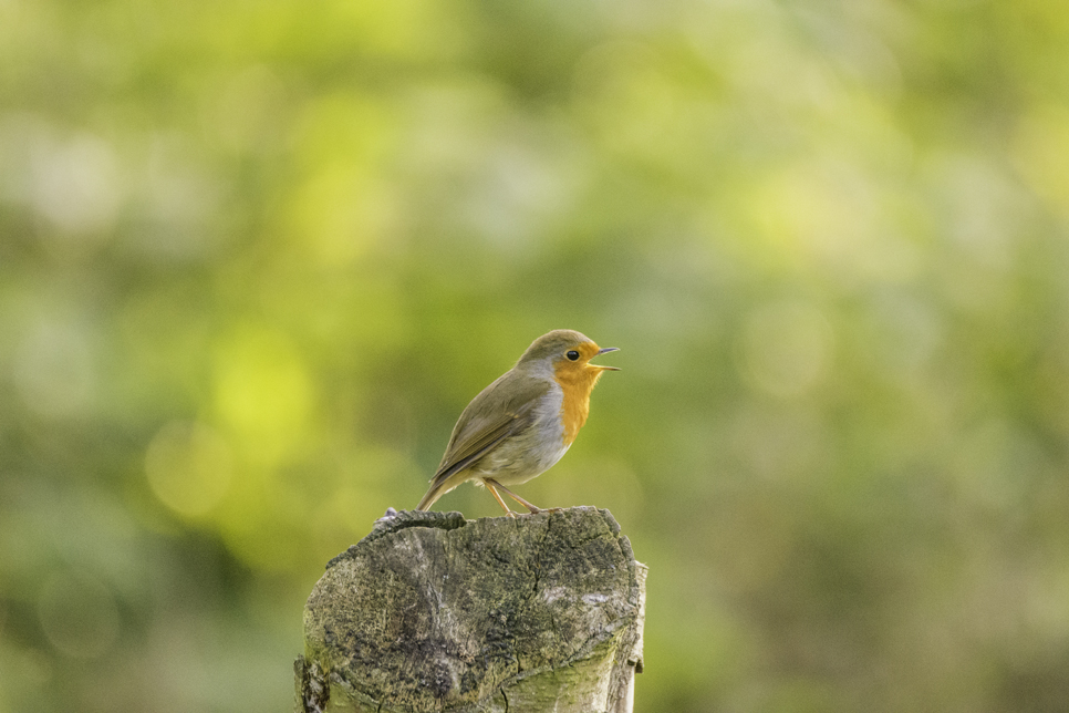 Wildlife Sightings - 01/06/2020