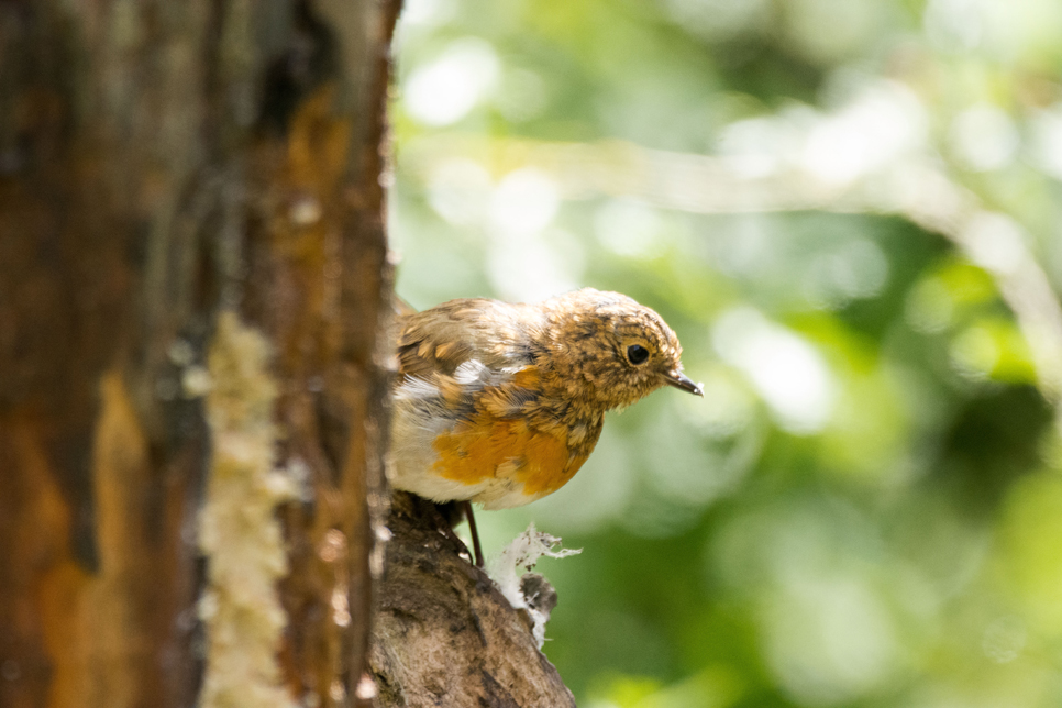 Wildlife Sightings - 21/07/19