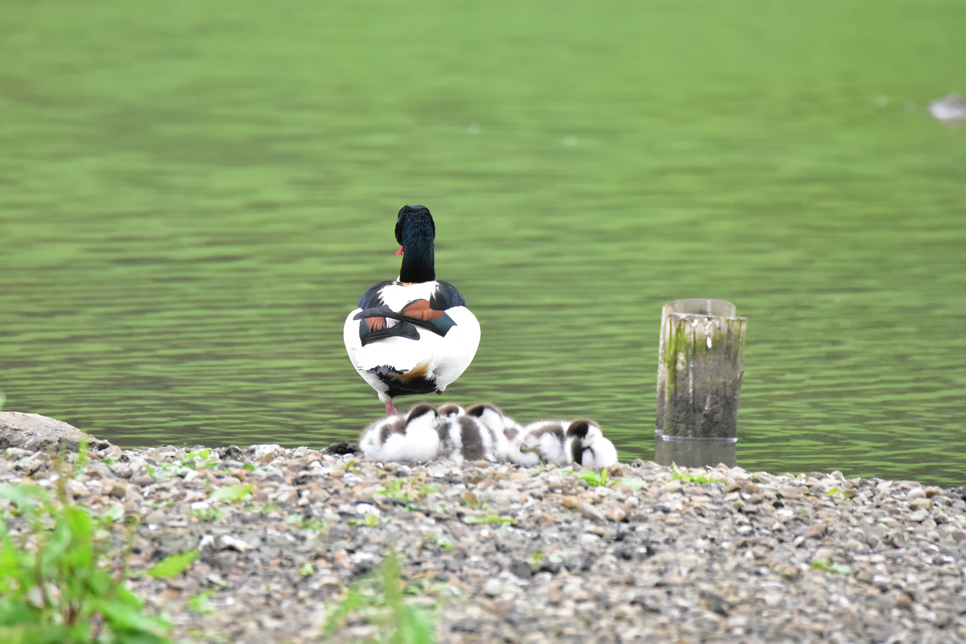 Wildlife sightings - 30/05/19