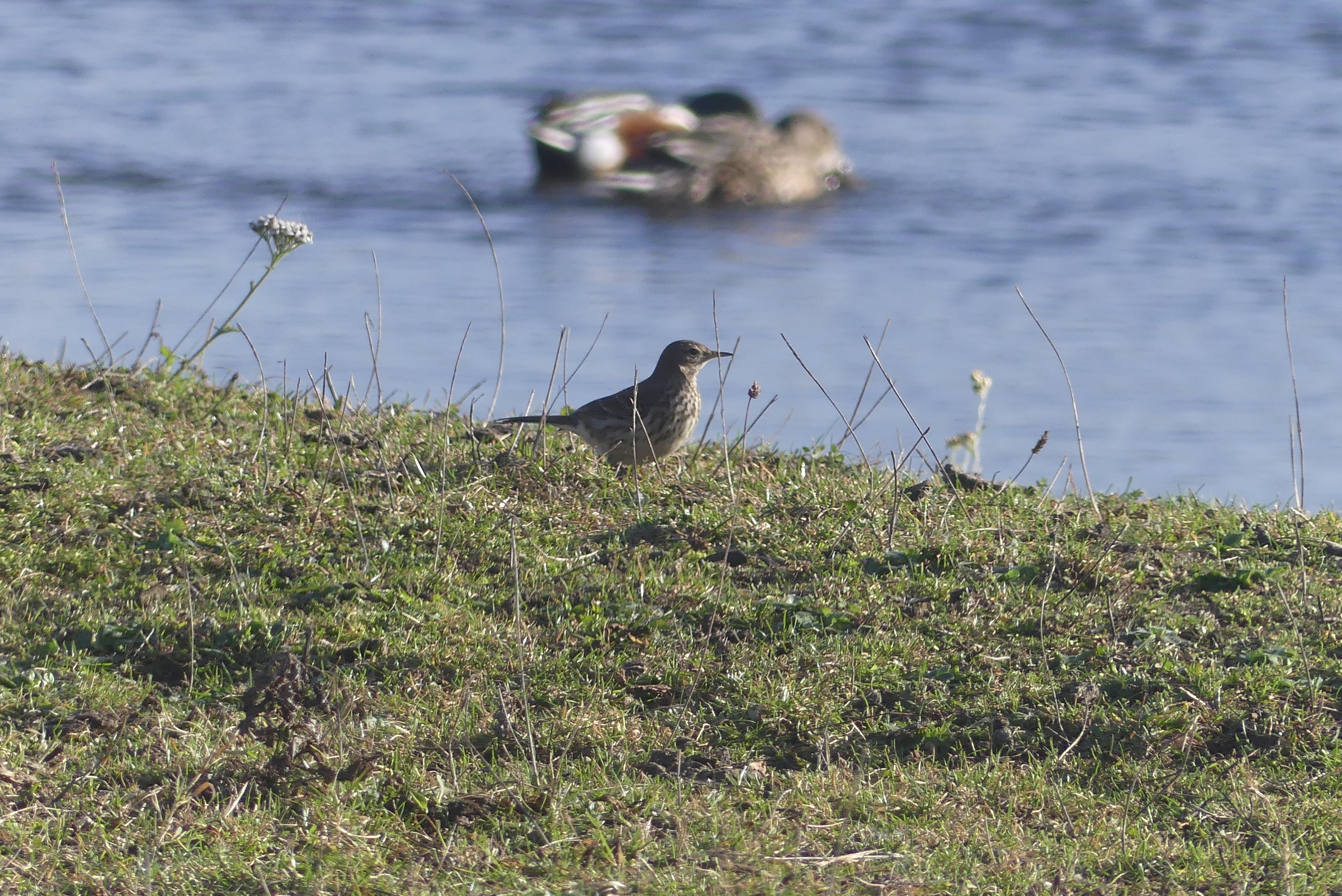 Water Pipit entering into summer plumage 