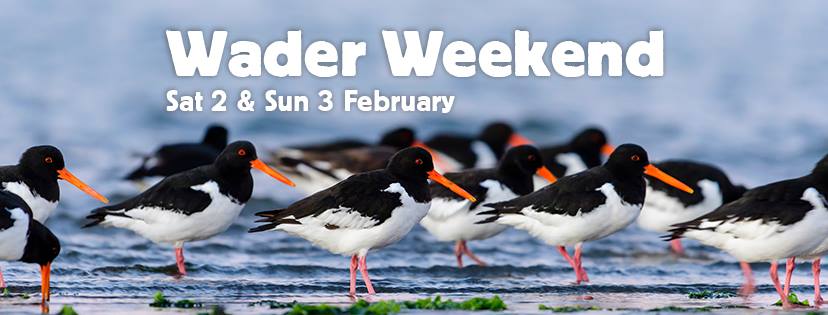 Wader Weekend starts today, Happy World Wetlands Day!