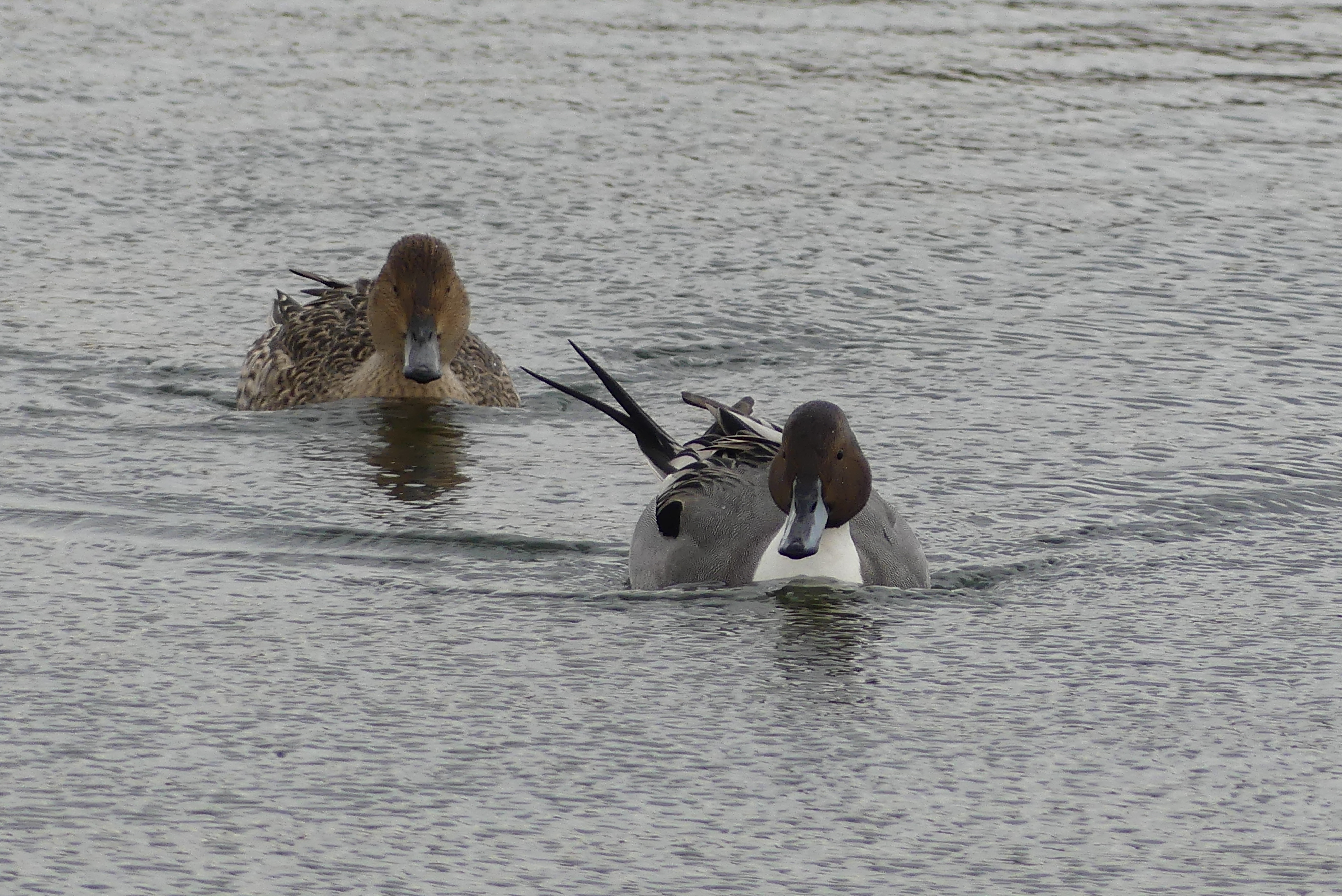 Pintail Goldeneye & Water pipit all on show