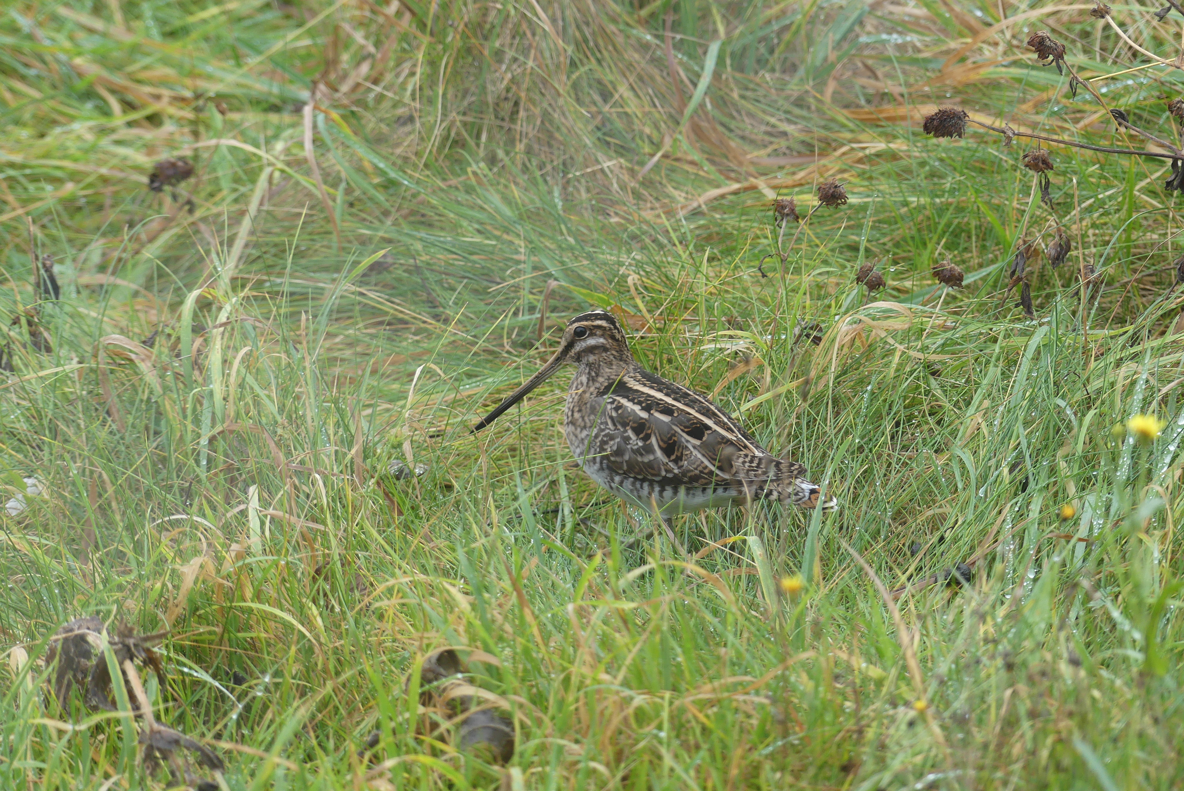 Snipe tucked in tight on the wader scrape