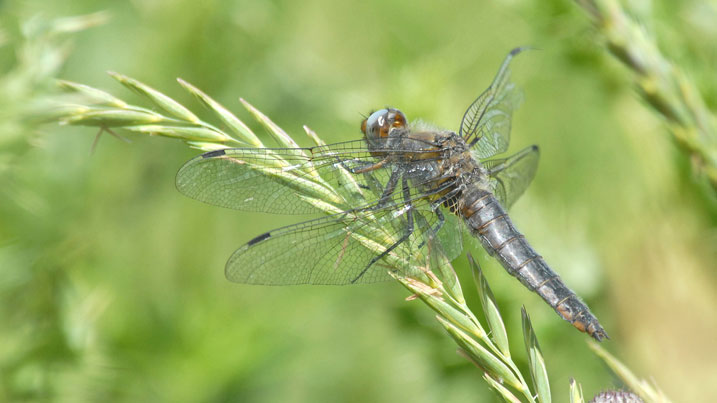 Rare dragonflies discovered at WWT reserve in Somerset