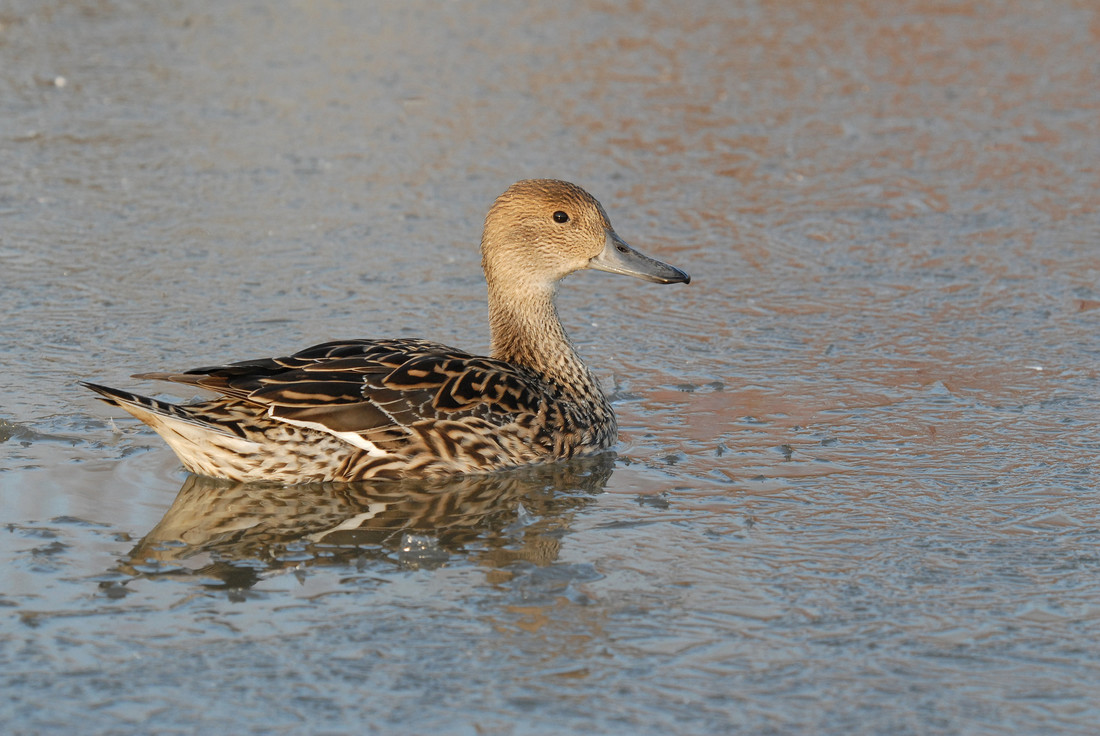 Winter birding in Spring conditions