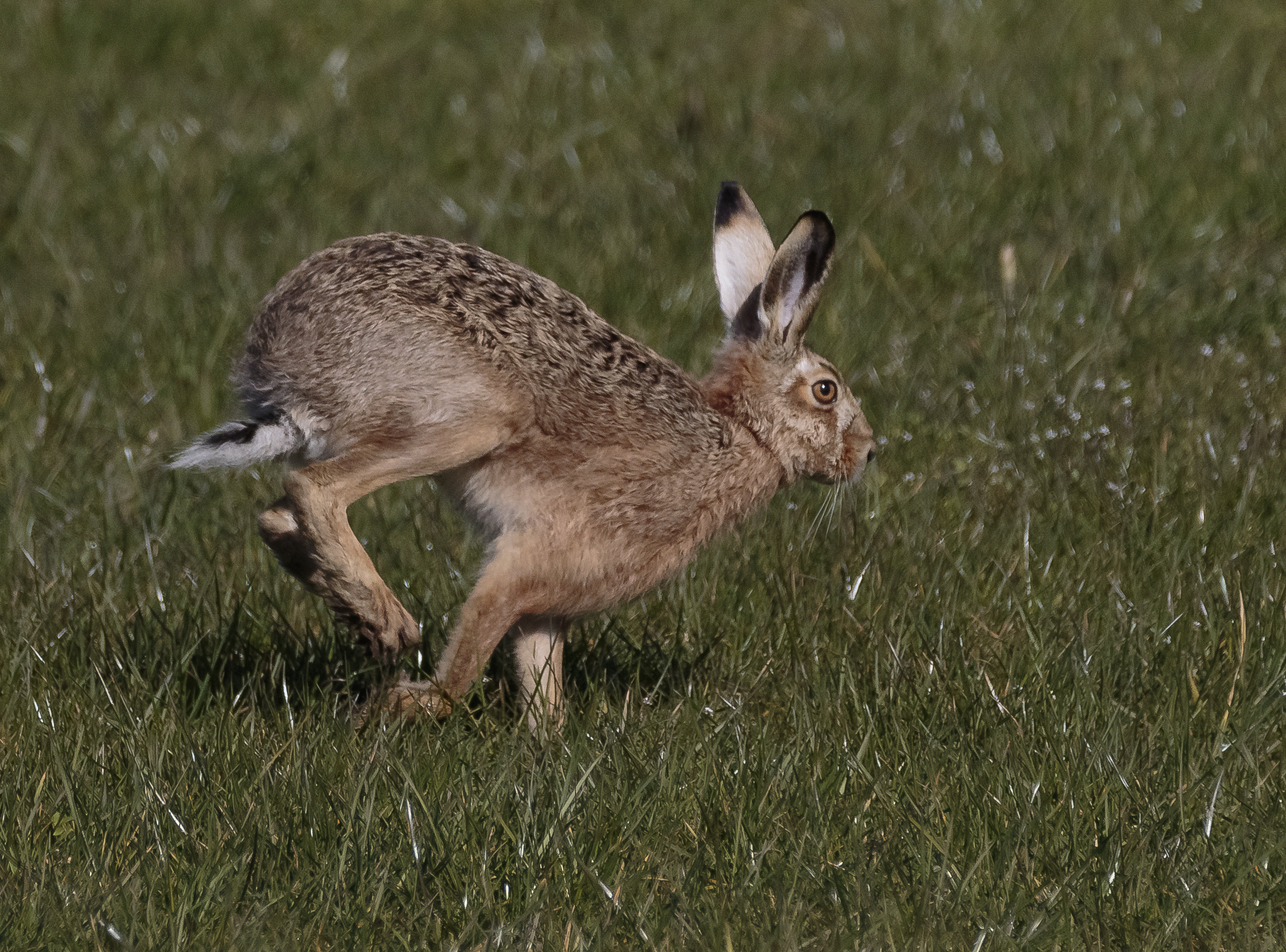 Hares on the Pasture Pathway