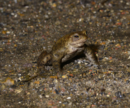 Damp days mean its time for Toad Patrol
