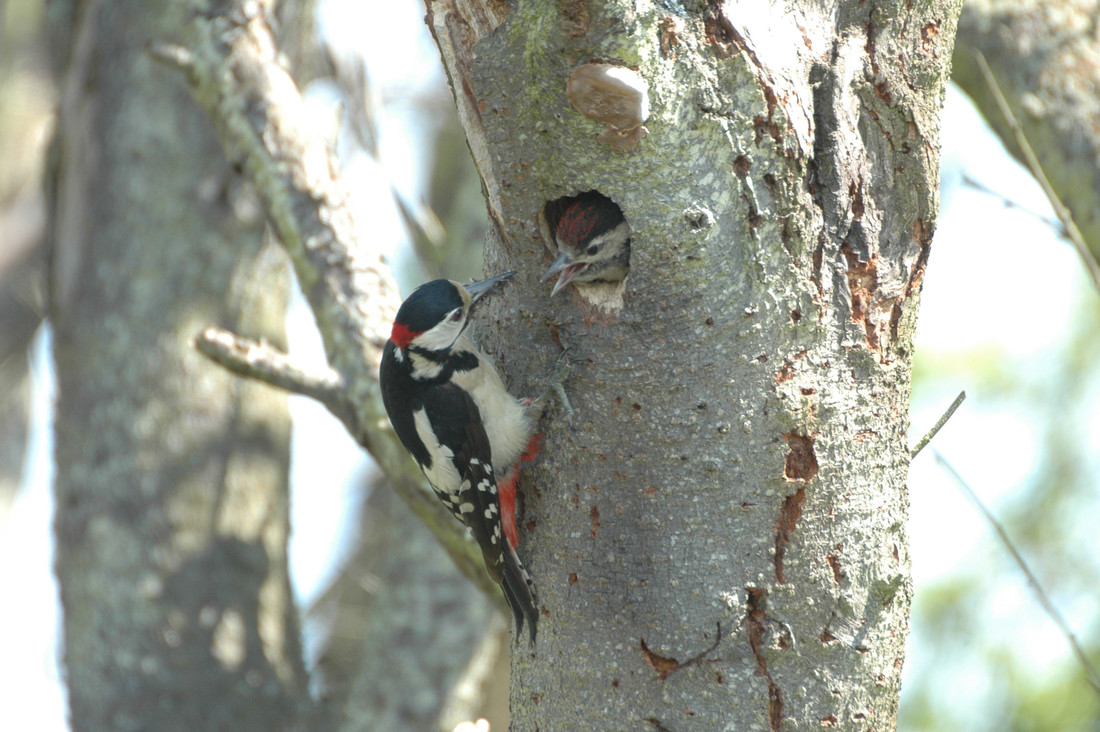 Greater Spotted Woodpecker drumming