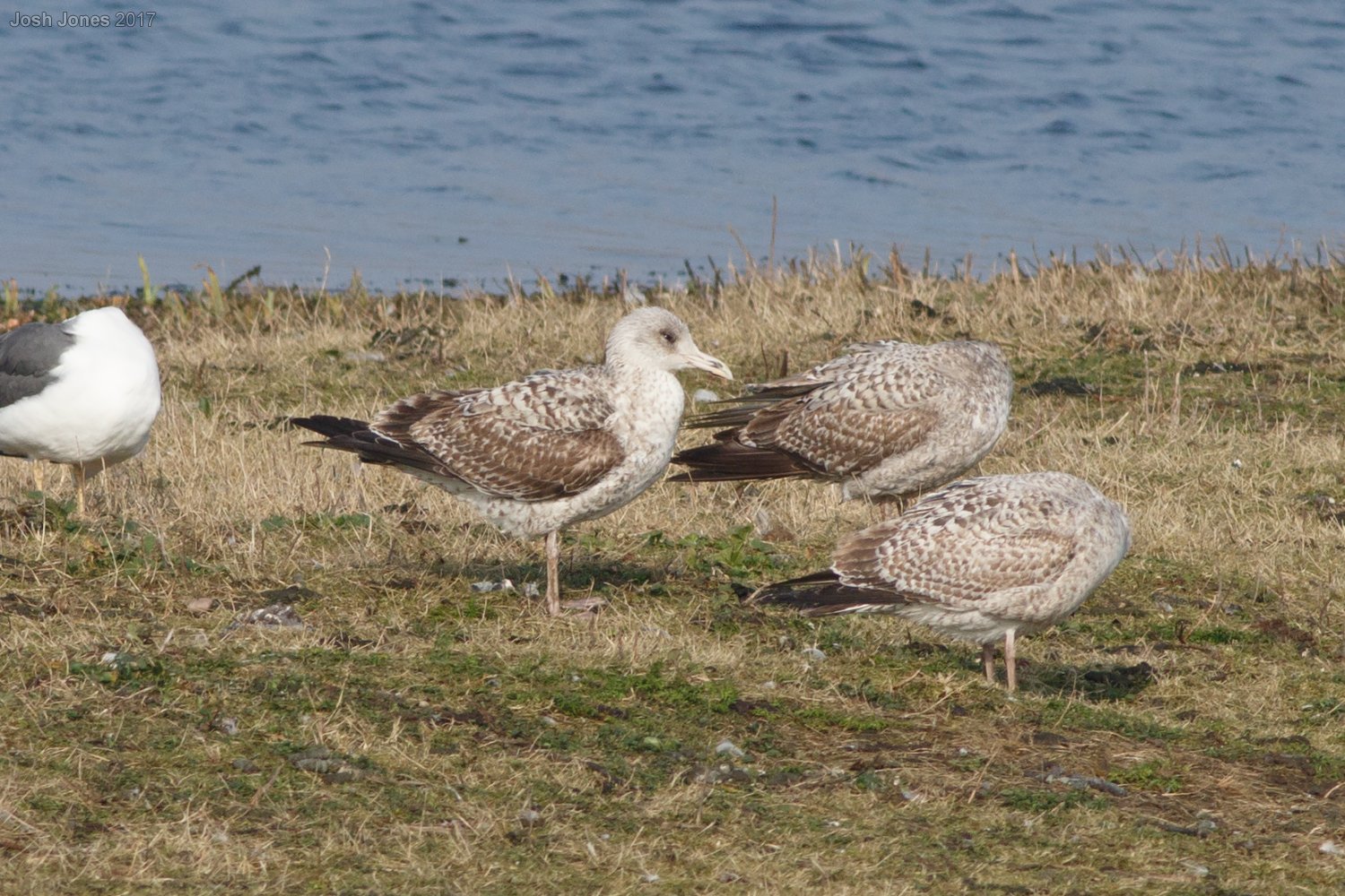 Yellow-legged Gull on the marsh